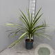 Cordyline australis gm 4,0L