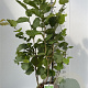 Corylus avellana 60-80 cm 3,0L