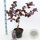 Corylus 'Red Majestic' 60-70 cm 5,0L