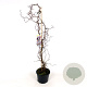 Corylus 'Red Majestic' 200-225 cm 25L solitair