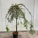 Cotoneaster apiculatus 'Blackburn' 120 cm stam 12L 2jr.kroon