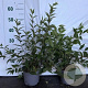 Deutzia rosea 40-60 cm 2,0L