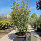 Enkianthus campanulatus 200-225 cm container meerstammig