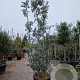 Eucalyptus gunnii Azura 300-350 cm cont. 150L meerstammig