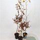Fagus sylvatica 100-125 cm 2,5L