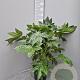 Fatsia japonica 60-80 cm 10L