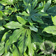 Fatsia japonica 100-125 cm 12L