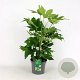 Fatsia japonica GM 1.5