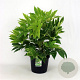 Fatsia japonica 'Spider's Web' A kwaliteit 12L