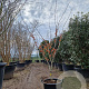 Hamamelis int. 'Aphrodite' 175-200 cm container meerstammig