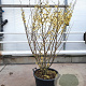 Hamamelis int. 'Arnold Promise' 125-150 cm container Multistam