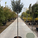 Hamamelis int. 'Arnold Promise' 200 cm stam container 18-20 leiboom