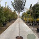 Hamamelis int. 'Arnold Promise' 200 cm stam container 20-25 leiboom