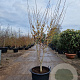Hamamelis int. 'Westerstede' 175-200 cm container meerstammig