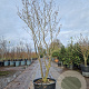 Hamamelis int. 'Westerstede' 200-250 cm container meerstammig
