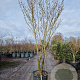 Hamamelis int. 'Westerstede' 250-300 cm container Multistam