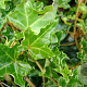 Hedera hel. 'Ivalace' 60-80 cm 2,0L met stok