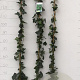 Hedera hibernica 125-150 cm 2,0L
