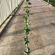 Hedera hibernica 125-150 cm 2,5L met stok