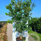 Heptacodium miconioides 200-250 cm cont. 110L solitair