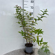 Hypericum androsaemum 30-40 cm 2,0L