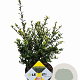 Ilex crenata Dark Green 30-40 cm 3,0L struik potgekweekt