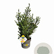 Ilex crenata Dark Green 40-60 cm 5,0L struik