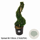 Ilex crenata Dark Green 90-100 cm 18L spiraal potgekweekt