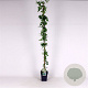 Jasminum officinale 150-175 cm 5,0L