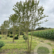 Lagerstroemia indica 400-450 cm draadkluit meerstammig