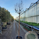 Lagerstroemia indica 180 cm stam container 10-12 hoge lei