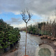 Lagerstroemia indica 180 cm stam container 10-12 hoge lei