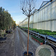 Lagerstroemia indica 180 cm stam container 10-12 hoge lei