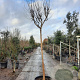 Lagerstroemia indica 200 cm stam container 18-20 leiboom