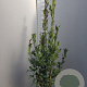Laurus nobilis 125-150 cm 10L
