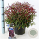 Leucothoe keiskei Burning Love 35-40 cm 5,0L