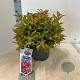 Leucothoe 'Zeblid' 35-40 cm 5,0L