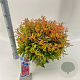 Leucothoe 'Zeblid' 35-40 cm 5,0L