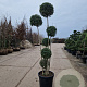 Ligustrum delavayanum 175-200 cm container Multistam