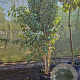Ligustrum japonicum 200-250 cm container meerstammig extra