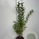 Ligustrum ovalifolium 100-125 cm 5,0L