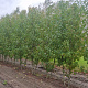 Liquidambar s. 'Worplesdon' 300-350 cm container meerstammig solitair