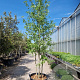 Liquidambar s. 'Worplesdon' 300-350 cm container meerstammig solitair