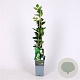 Lonicera fragrantissima 70 cm 2,0L