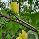 Magnolia brookl. 'Yellow Bird' 300-350 cm container meerstammig
