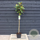 Magnolia grandiflora 120 cm stam 12L