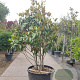 Magnolia grand. 'Galissonnière' 250-300 cm container meerstammig opgekroond