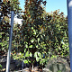 Magnolia grand. 'Goliath' 300-350 cm container meerstammig