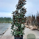 Magnolia grand. 'Goliath' 300-350 cm container meerstammig