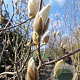 Magnolia soul. 'Alba Superba' 250-300 cm container meerstammig